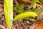 Longhorn bog orchid